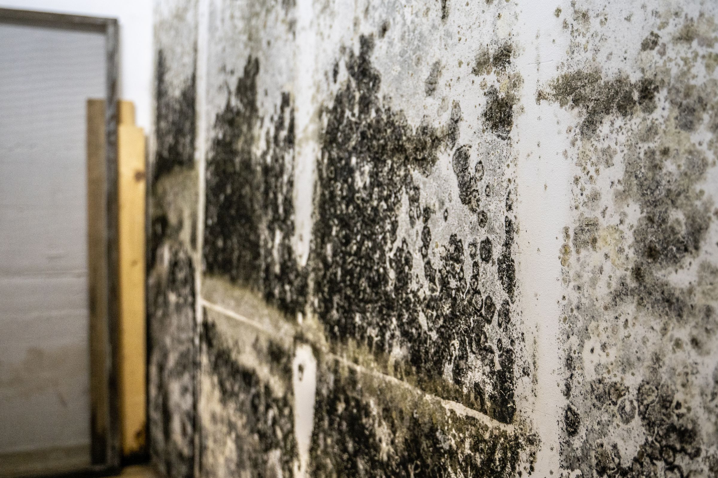 A room featuring a moldy wall and door, illustrating the necessity for black mold removal services in Vancouver, WA.