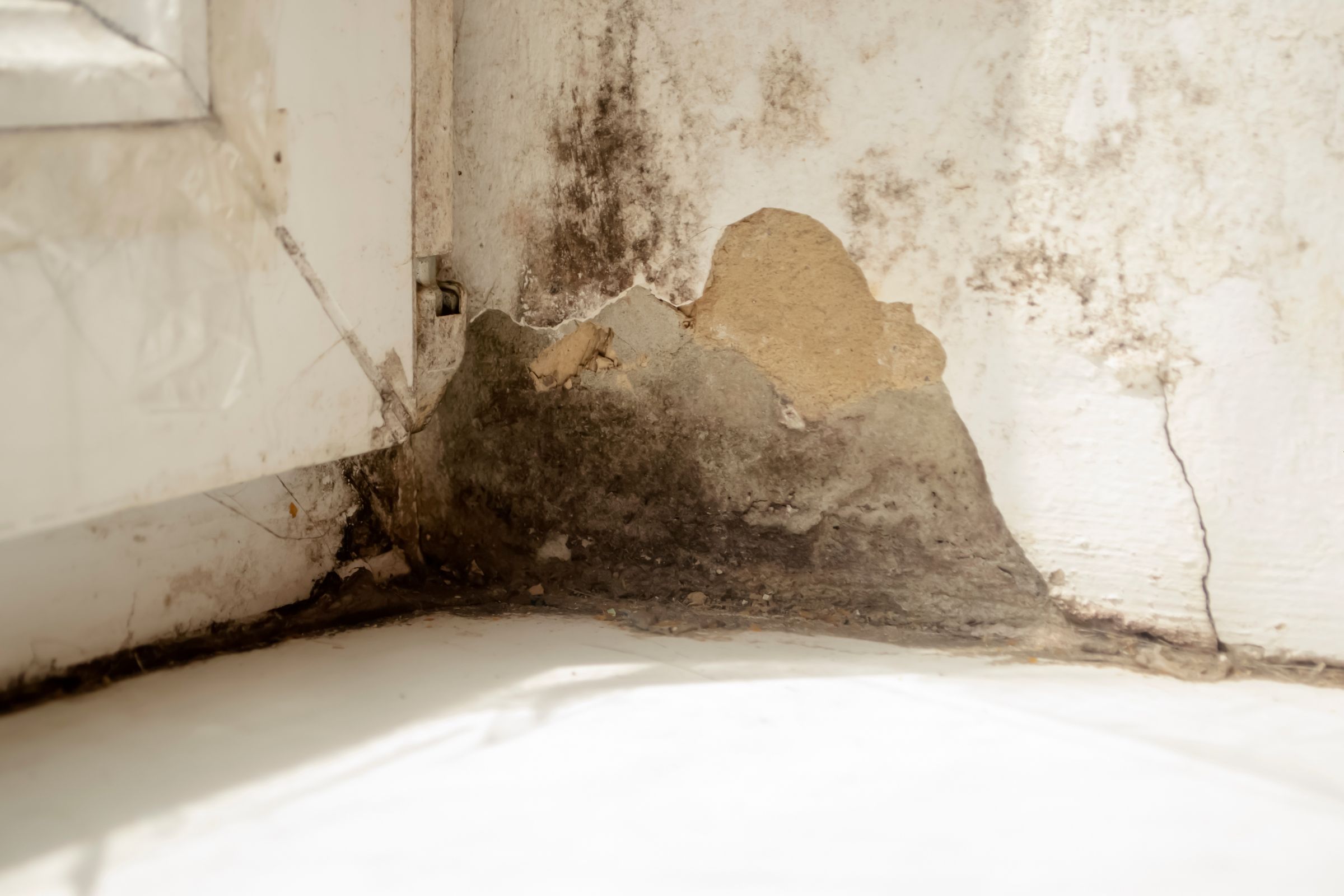 Mold present on a wall in a room with a window, indicating the requirement for mold removal services in Vancouver, WA.