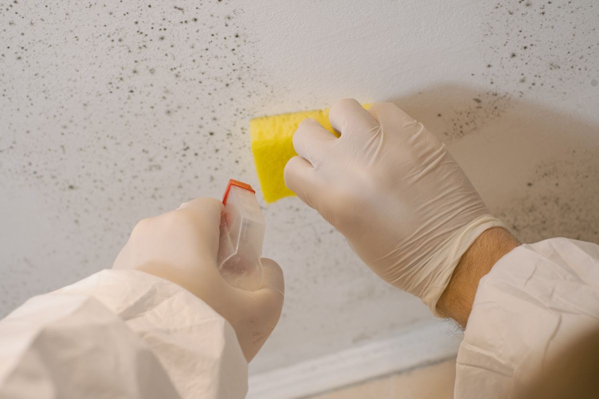 A technician in white gloves cleans mold from a wall, using specialized equipment for effective mold remediation. 