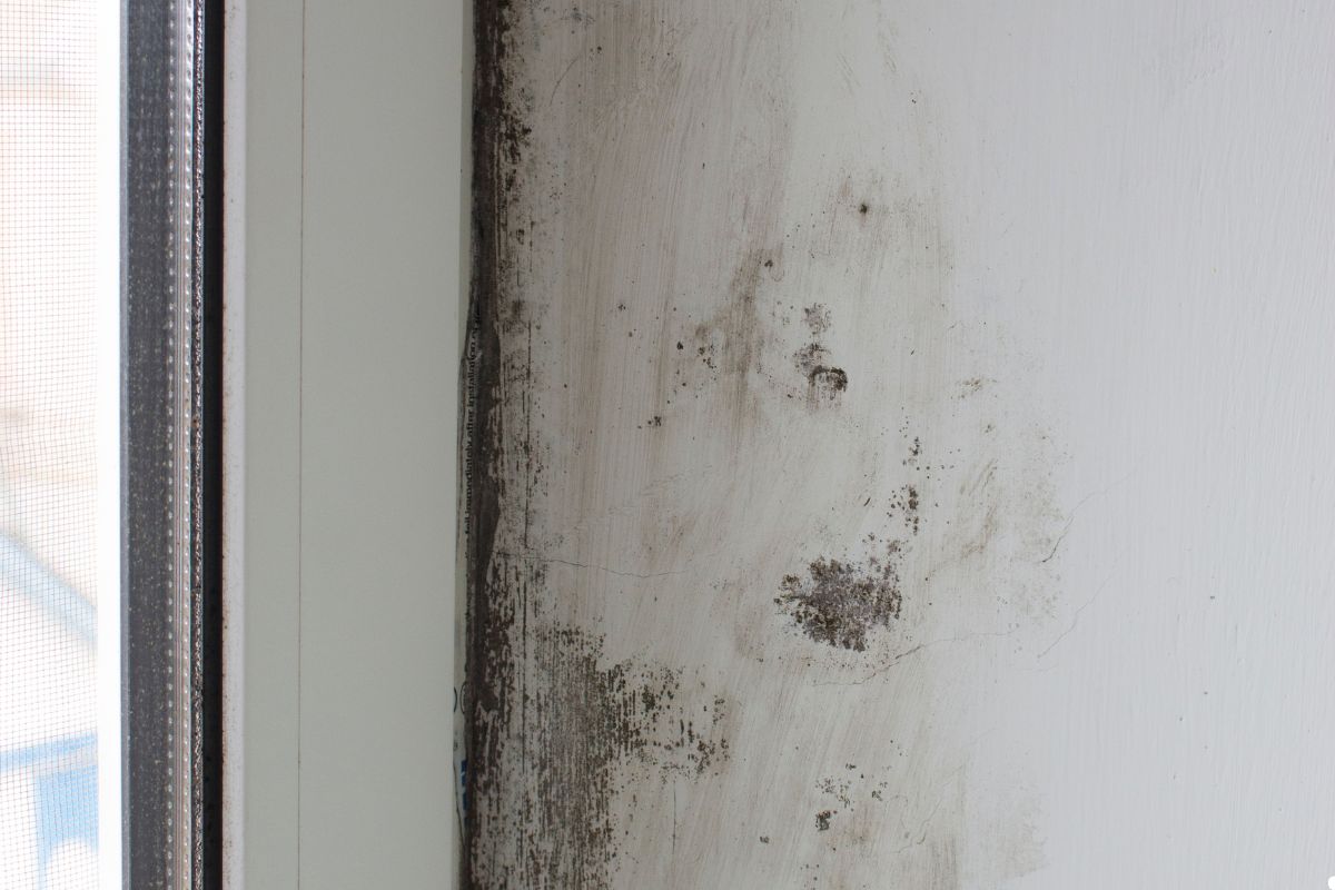 Mold growing on a window sill, indicating potential moisture issues in the house. 