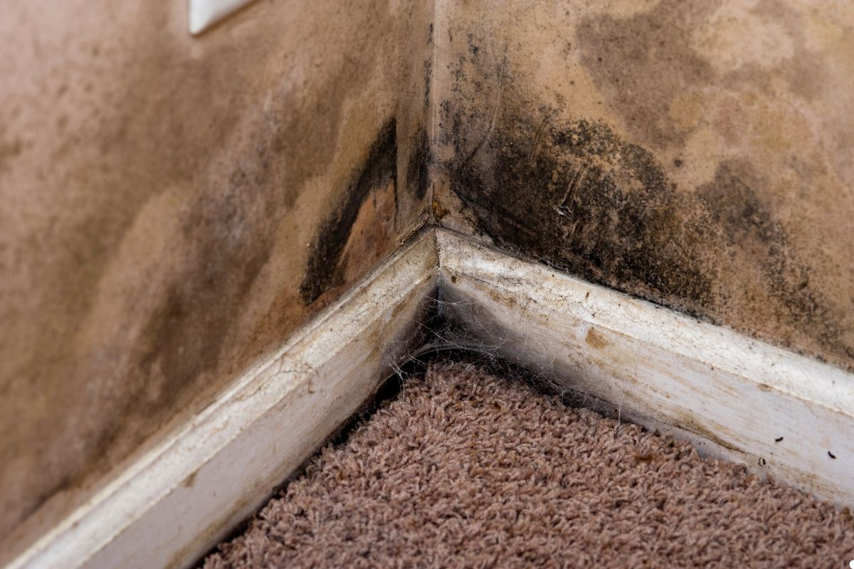 Mold growth in the corner of a carpeted room, showing dark patches on the wall and carpet. 